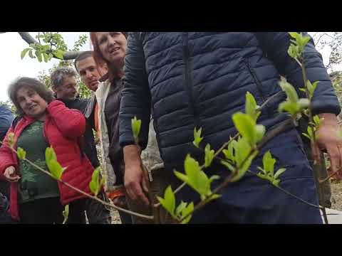 Видео: Райска На Пъпка пролетно със съхранени калеми. Перфектно от Иван от Чинтулово сливенско! 💞