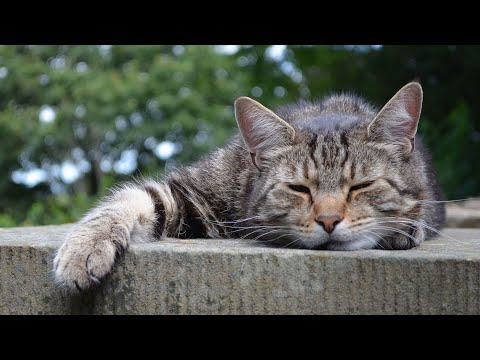 Видео: 12 часов успокаивающей музыкальной коллекции для эффективного снятия стресса и глубокого сна у ко...