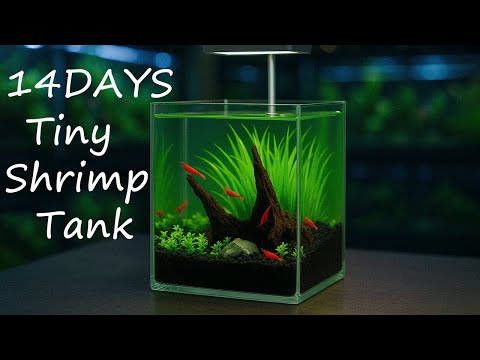 Видео: Миниатюрный аквариум с креветками – спокойствие природы прямо на моём столе (2025)