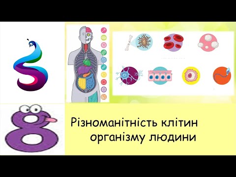 Видео: Різноманітність клітин організму людини