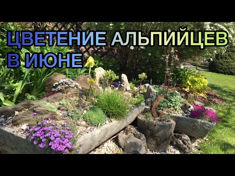 Видео: Цветение альпийских растений в июне