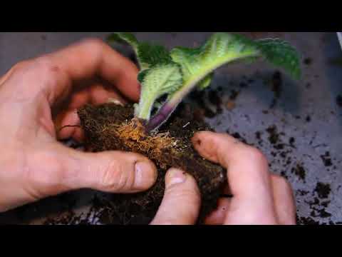 Видео: Будни стрепсовода. Деление куста. Омоложение.