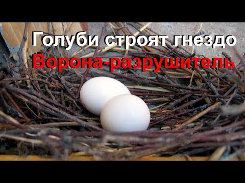 Видео: Голуби строят гнездо. Ворона - разрушитель.