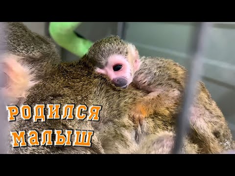 Видео: Как я этого ждал! Ребёнок у Нюры!