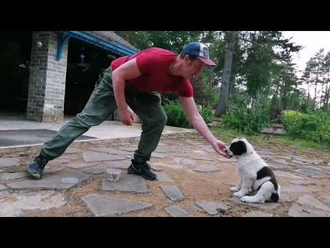 Видео: Прогулка по питомнику.      Работа с командой "" нельзя' для малышей САО.