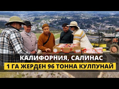 Видео: 1 гектардан 96 тонна алган дыйкандын кулпунай талаасы