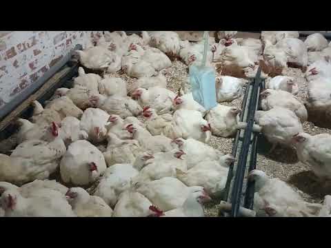 Видео: Ціна на суточного Бройлера !! Новий змішувач кормів !! корм !!
