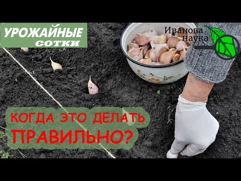 Видео: 100 % УСПЕХА! ОПРЕДЕЛЯЮ СРОКИ ПОСАДКИ ЧЕСНОКА В ВАШЕМ РЕГИОНЕ!