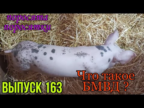 Видео: БМВД// БМВК// Что такое БМВД//Состав БМВД// Кормление свиней и поросят комбикормом с БМВД//