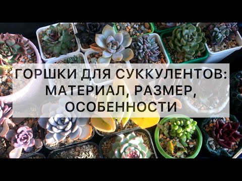 Видео: Горшки для суккулентов: размер, материал, особенности