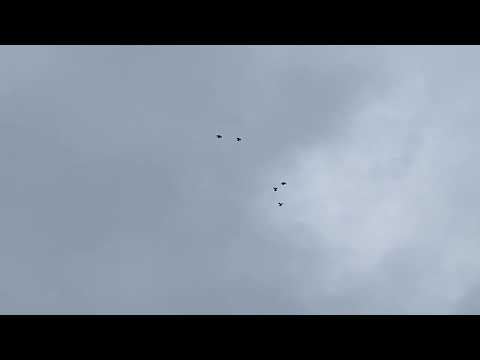 Видео: Голуби.тренировка с залетом ч2