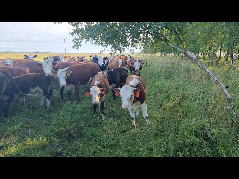 Видео: ВОСКРЕСНАЯ ПОВЕРКА ЖИВОТНЫХ и Ограждения культурных Пастбищ, 25.7.21