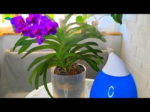 Видео: ВАНДА "Королева орхидей" все НЮАНСЫ домашнего УХОДА❗