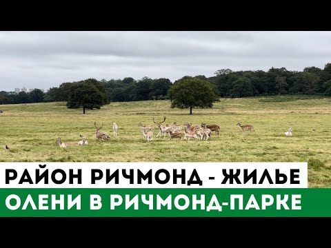 Видео: RICHMOND PARK LONDON | Олени | Район Ричмонд Лондон | 4К