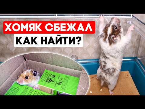 Видео: Хомяк сбежал из клетки - что делать и как найти?