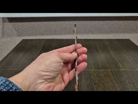 Видео: Как размножить иргу и другие растения черенками зимой