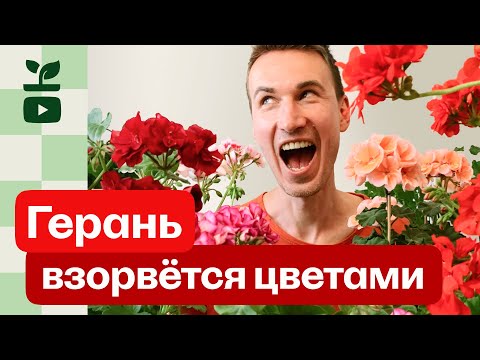 Видео: Что я делаю с геранью. Правила ухода. Всё просто!