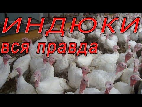 Видео: Индюки разведение | Вся правда о выращивании индюков