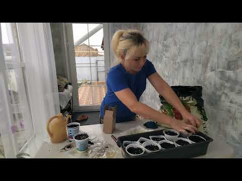 Видео: Зимний сад на подоконнике/Сажаем цветы Ранункулюс и огурцы. 