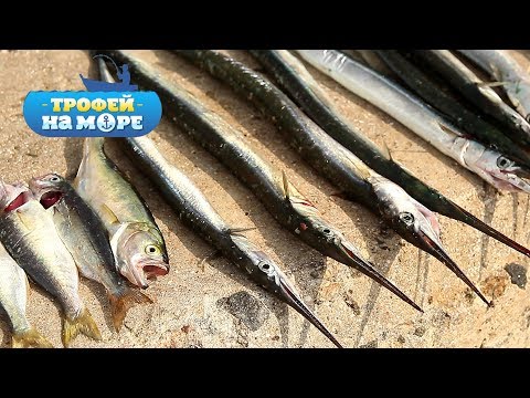 Видео: Трофей на море. 7 серия. Сарган на переправе