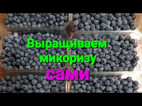 Видео: Как самому вырастить микоризу.