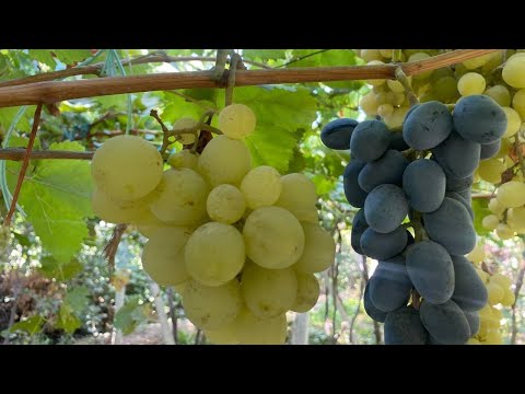 Видео: УЗУМЛАРНИ КУЗГИ КЕСИШ.+998994762156..КУЧАТЛАР БОР