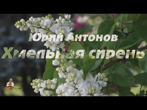 Видео: Юрий Антонов - Хмельная сирень. FullHD