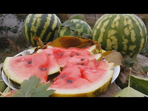 Видео: Настоящий  рецепт Моченого  Арбуза в Бочке /Соленый Арбуз /watermelon in a barrel  salted watermelon