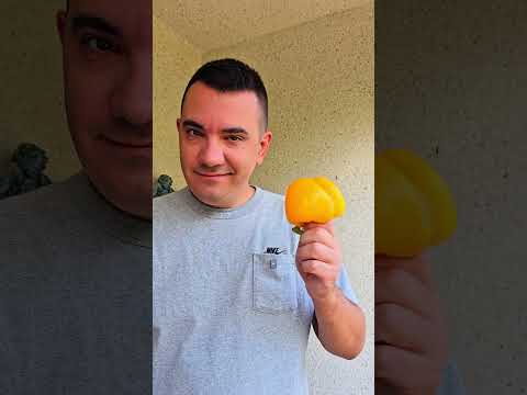 Видео: Полезный белковый салат без майонеза. #здоровоепитание #салат #рецепты #питание #вкусно