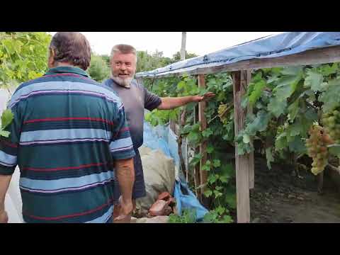 Видео: НА ВИНОГРАДНИКЕ ДРУГА! 🍇🍇🍇 ТЕЛ. +79054033245, WhatsApp и Viber +79528500417.