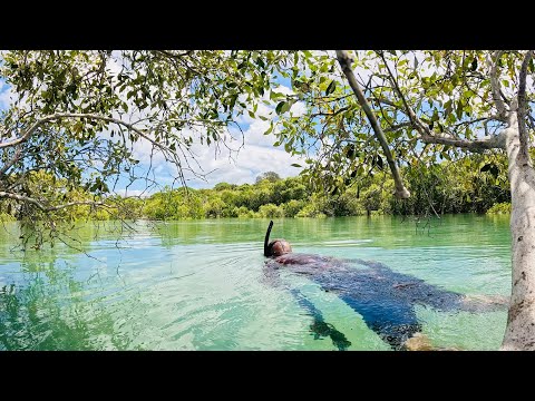 Видео: Охота в мангровых зарослях с копьём, луком и стрелами | Поймай и приготовь