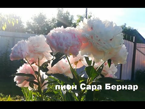 Видео: Пион Сара Бернар цветение 2022 год #позднийпион,#пионСараБернар,#розовыйпион