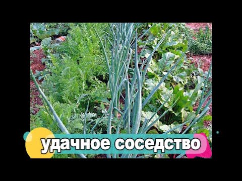 Видео: 🥦🥕🌱ЧТО МОЖНО САЖАТЬ РЯДОМ НА ОДНОЙ ГРЯДКЕ. СМЕШАННЫЕ ПОСАДКИ