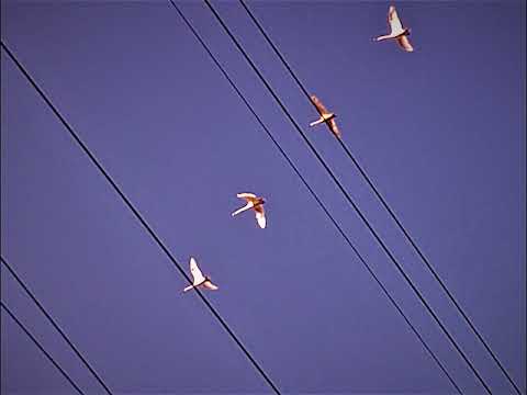 Видео: Перемотка-Солнце (Slowed+Reverb)