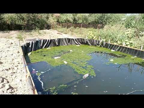 Видео: Илон балик +998333419681 телграм бор манзил сирдарё вил гулистон шахрида дафня хам бор