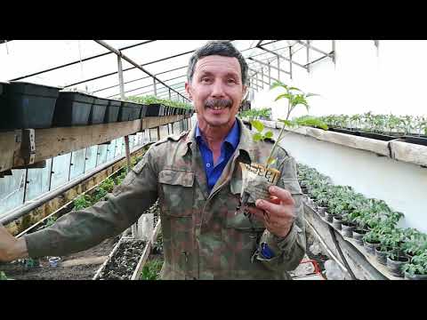 Видео: От куда рождаются цены на томаты