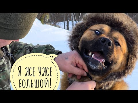 Видео: Крушение Артёма. Пёс Кубик закрыл проект календаря с собакой в разных нарядах. Сами так фоткайтесь!