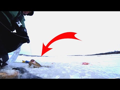 Видео: ДЕНЬ ЖЕРЛИЦ ПО ПЕРВОМУ ЛЬДУ ЯКУТИЯ 2022 2023