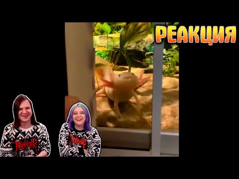 Видео: РЕАКЦИЯ НА AWW SO CUTE! Cutest baby animals Videos Compilation - Cutest Animals #36