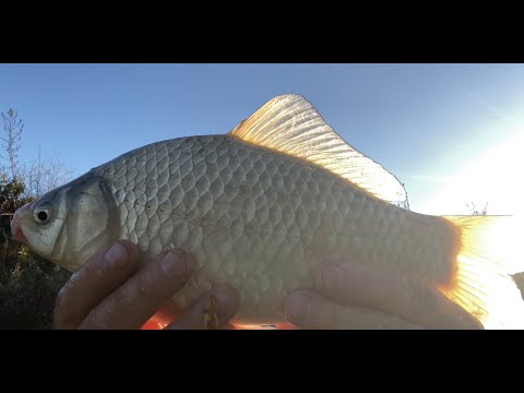 Видео: Карась в ноябре. Сложная ловля.