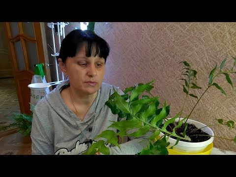 Видео: Посев спор с папоротника Циртомиума серповидного