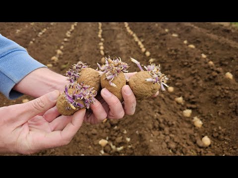 Видео: Когда сажают картофель? Я так и делаю, и урожай всегда обильный.