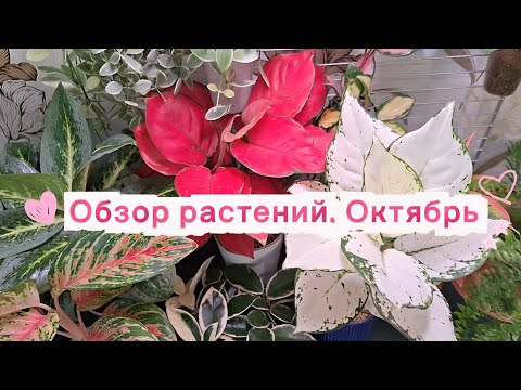 Видео: Обзор растений. Отябрь