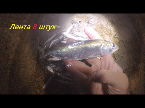 Видео: Ставрида лентою 8штук