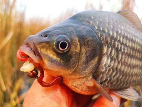 Видео: Карась в густом камыше осенью.  Рыбалка на поплавок и боковой кивок.