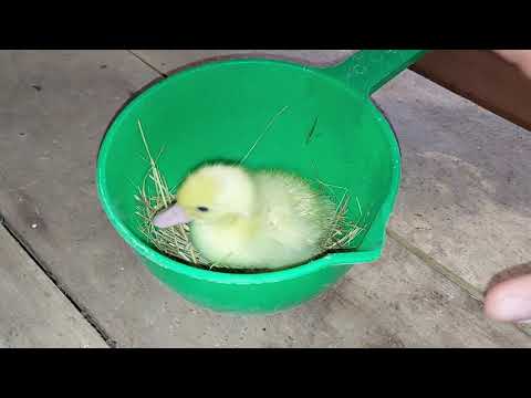 Видео: причина внезапного падежа мускусных утят (индоутят!)