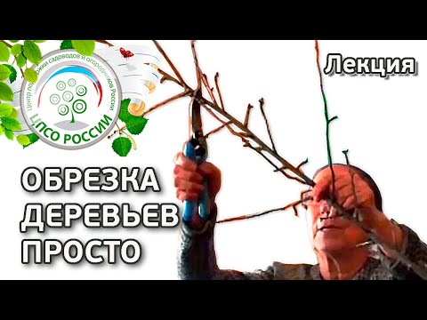 Видео: Не обрезайте деревья пока не посмотрите эту лекцию.