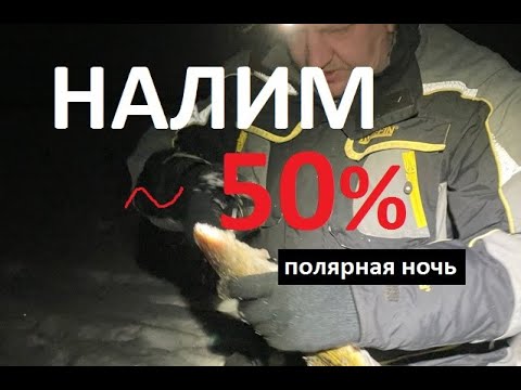 Видео: НАЛИМЫ перед нерестом | Подлёдная рыбалка в Мурманской области