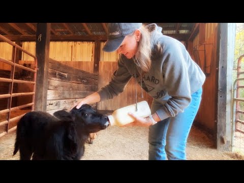 Видео: Кормление телёнка из бутылочки, рассыпанная кукуруза (я всё испортил 🫣) и кормление грязью 🐮
