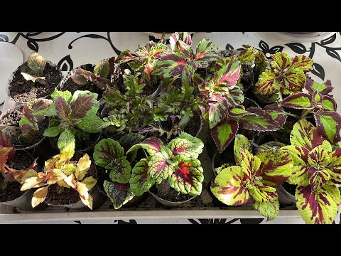 Видео: Занимаюсь любимым делом, переваливаю Колеусы в больший объём. 